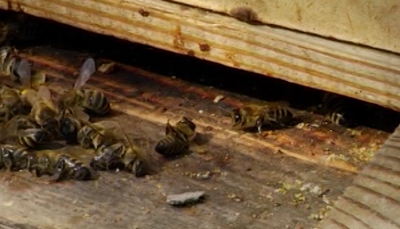 Пасічники Рівненщини втрачають бджіл