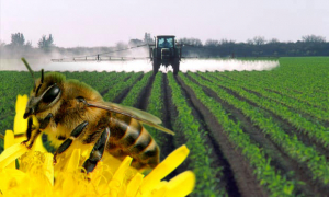 У Німеччині назвали діючі речовини інсектицидів, які призводять до загибелі бджіл