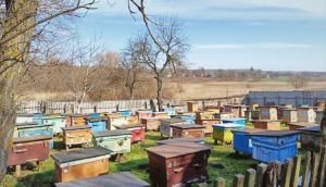 Під Одесою бджоли покарали мисливців за вуликами ще до приїзду поліції