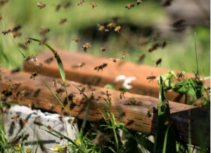 Бджолярі закликають негайно заборонити найвідоміший гербіцид