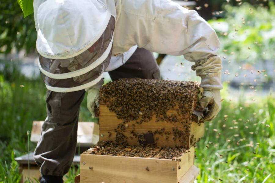 Важливі роботи в бджолиному гнізді