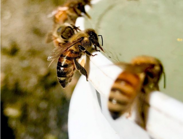 Запорізькі бджолярі експортували понад 5 тисяч тонн меду