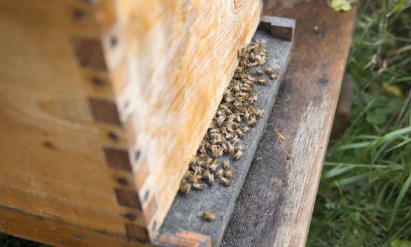 Використання пробіотиків для захисту медоносних бджіл від смертельних захворювань