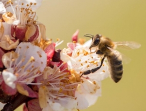 В Україні існує висока імовірність масового отруєння бджіл пестицидами