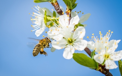 Бджолономіка: як працює ринок платного запилення?