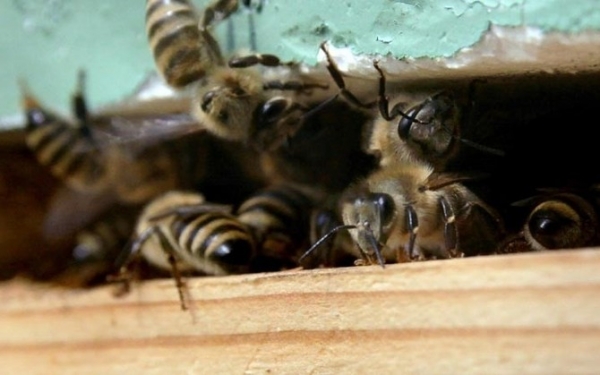 Help! Викрадення бджолосімей