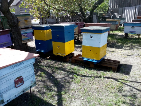 Пасічники Вінниччини експортують 80% меду щороку