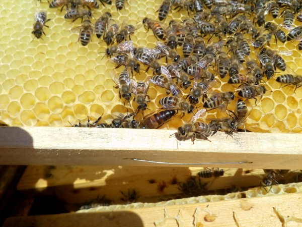 В Україні продовжують вимирати бджоли