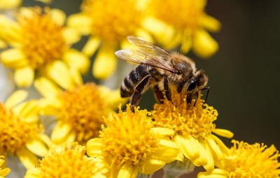 Виробник: Запилення бджолами додає 20-30% урожайності