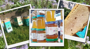 Війна вплинула на ринок меду: пасічники продають продукт дешевше