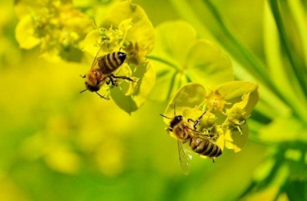 Дослідники розробили натуральний пестицид, який не шкодить бджолам