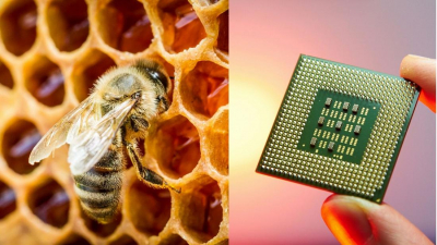 Мед можна використовувати для виготовлення потужних комп’ютерних чіпів