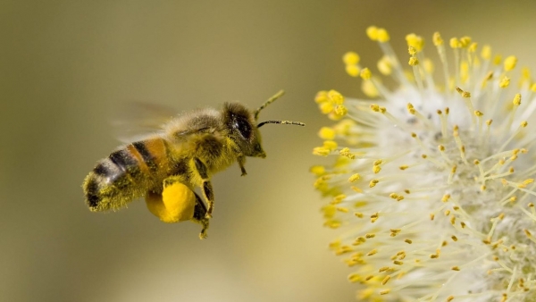 Канадська місія почала перевірку системи контролю за бджолосім`ями