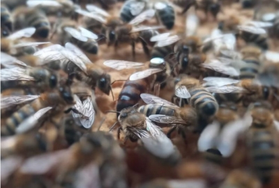Укрпошта тимчасово призупинила доставку бджіл