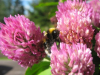 Науковець: Запилення дикими бджолами ефективніше в рази і дає плюс 30% до урожайності