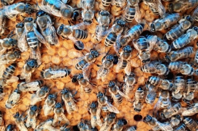 Європейські пасіки роблять ставки на біо та захищають бджіл
