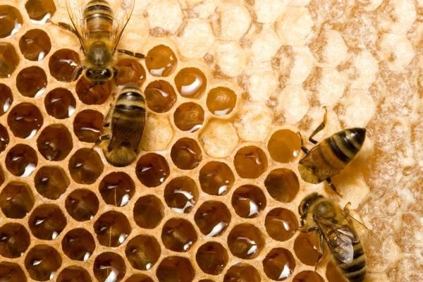 Експорт меду за місяць зріс майже на 4%
