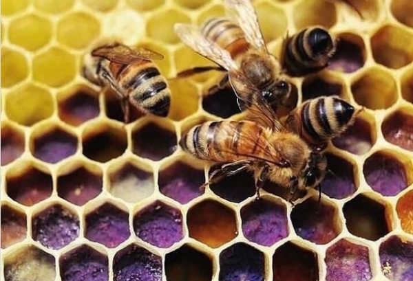 Органічне бджільництво в Україні розвивається швидкими темпами
