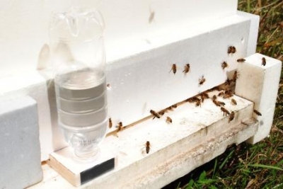 Поїння бджіл у вуликах