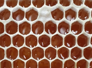 Світове виробництво меду зростає