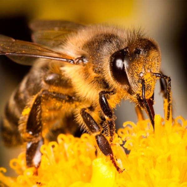 Зоологи виявили бджолу від двох батьків, але без матері