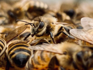 Виявлено негативний вплив прилипачів на здоров’я бджіл