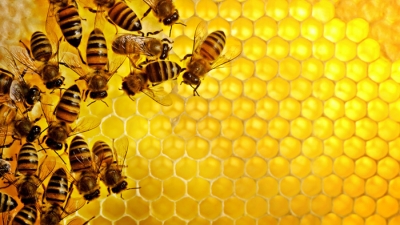 В Україні зміняться вимоги до меду