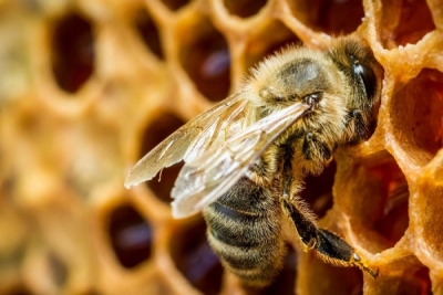 Проект збереження карпатських бджіл отримає €66 тисяч підтримки