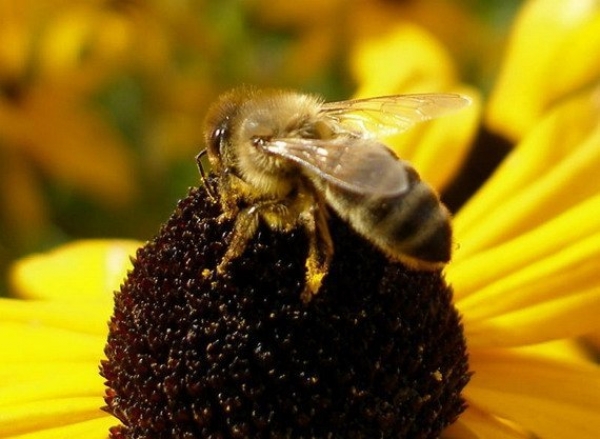 Асоціація бджолярів Херсонщини розвиватиме співпрацю з фермерами