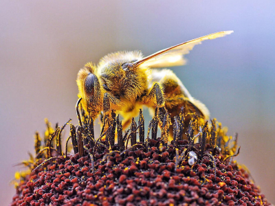 Владою, фермерами та бджолярами обговорено запобігання отруєння бджіл
