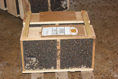 Пакет бджіл