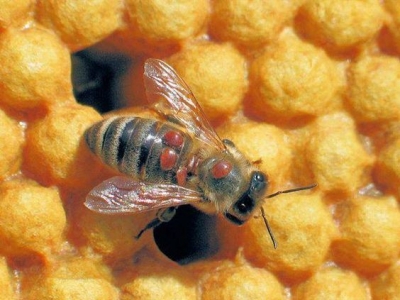 Вчені дізналися, як впливати на вароа без шкоди для бджіл