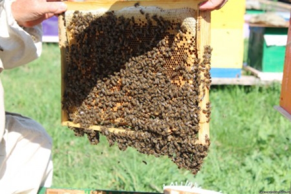 Формування відводків бджіл