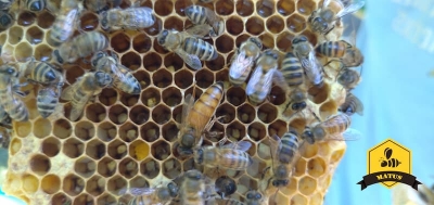 Бджоломатки від Матуса Анатолія