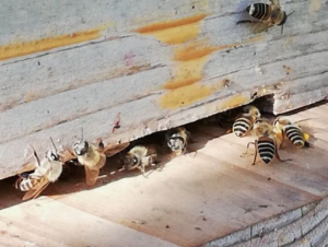 Втрата бджіл може призвести до дефіциту меду та появи підробок — пасічник