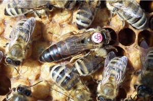 Карніка - порода бджіл