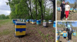 В Україні очікують падіння збору меду. Пасічник озвучив основну причину