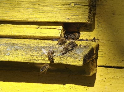 Сторожові бджоли