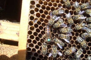 Українська степова - порода бджіл