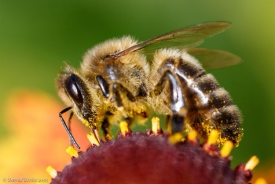 Експорт вітчизняного меду з початку року зріс на 44%