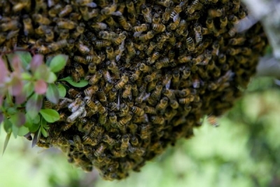 Яка причина роїння бджіл?