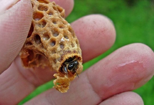 Бджолярі зможуть отримати 100 грн відшкодування за одну матку