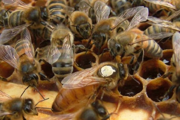 Бакфаст — бджола розбрату