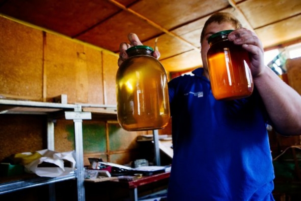 Україна вже експортувала більше меду, ніж за весь минулий рік, а виручки отримала менше