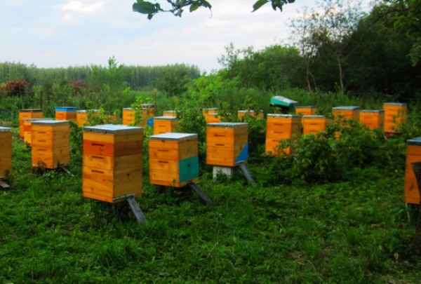 Нова порода бджіл виведена в Україні