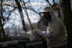 Beekeeper Krisztian Kisjuhasz works on a beehive in Ladanybene, Hungary, March 23, 2024. REUTERS/Marton Monus