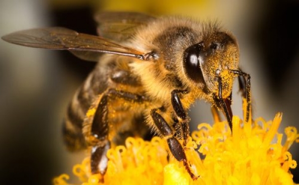 Пестициди погіршують пам&#039;ять бджіл — вчені