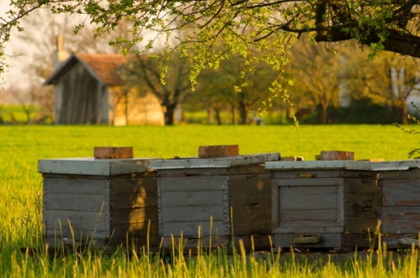Мобільний додаток допоможе врятувати бджіл від отруєння агрохімією