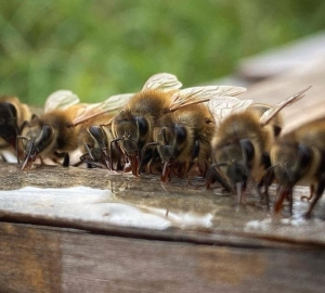 Аграрний 2020-й: яким був рік для виробників меду?