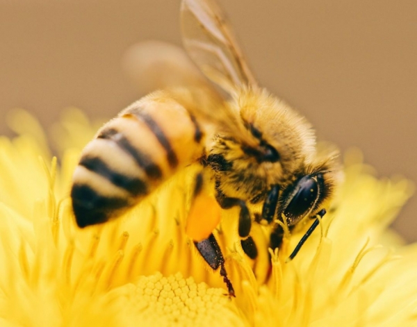 За 2020 рік Україна експортувала понад 81 тис. тонн меду